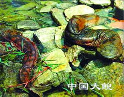 暫停餐飲經營許可證發放與畜牧漁業飼料銷售 短期調控與市場影響探析