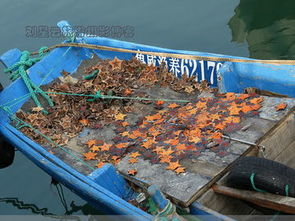 漁港靜默背后的生存挑戰 油貴魚少，威海大船擱淺